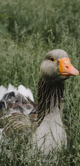 [2436x1125]灰鹅 草地  野鸭 水鸭 禽类 苹果手机壁纸图片