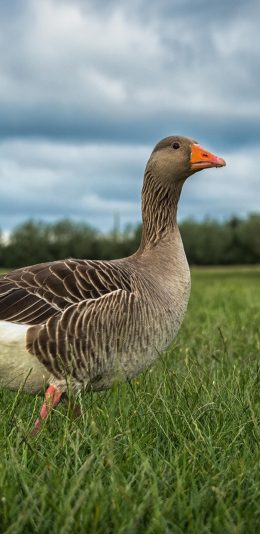[2436x1125]灰鹅 草地 羽毛 禽类 苹果手机壁纸图片