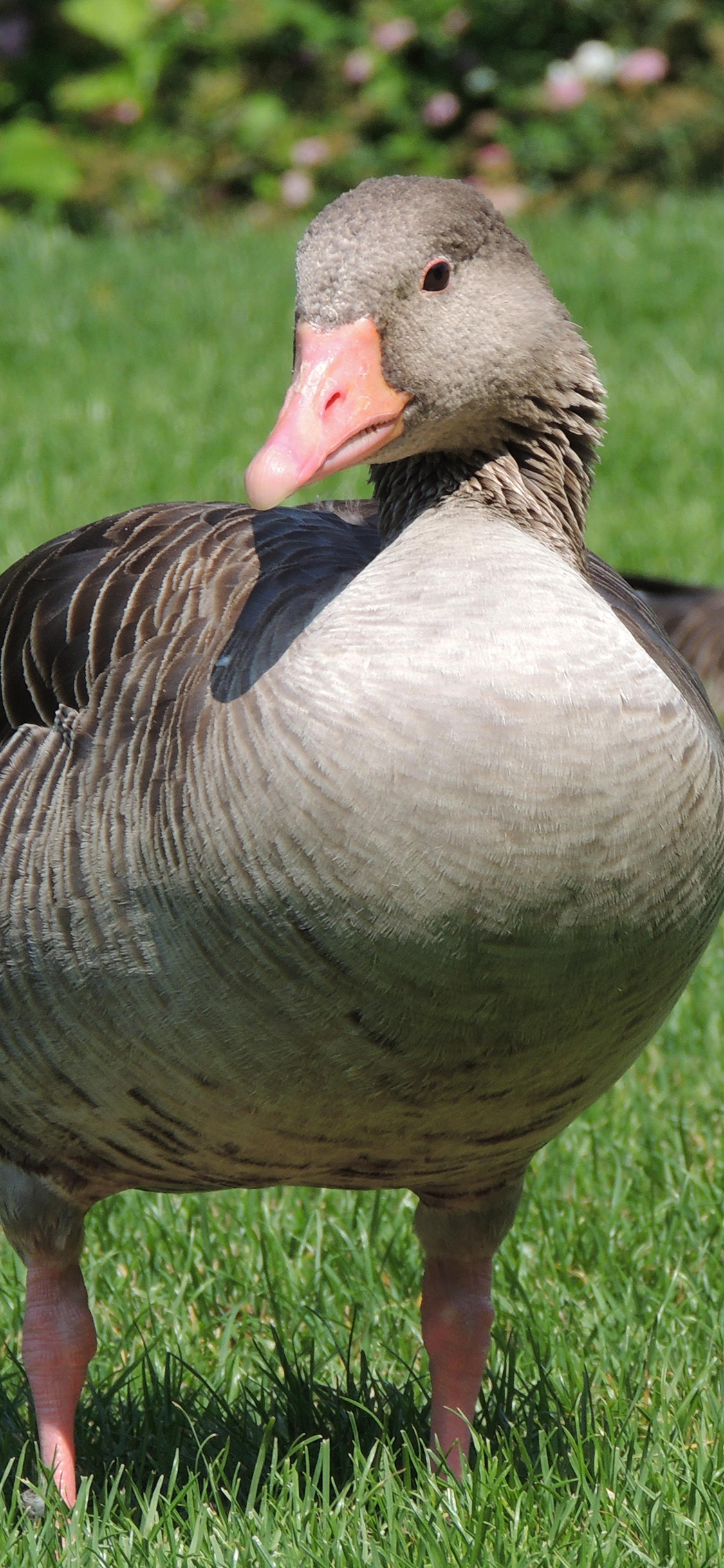 [2436×1125]灰鹅 草坪 家禽 户外 苹果手机壁纸图片