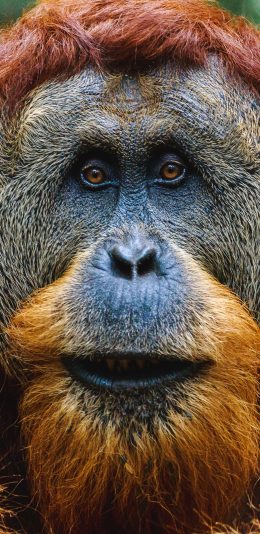 [2436x1125]灵长类 婆罗洲 猩猩  皮毛 五官 苹果手机壁纸图片