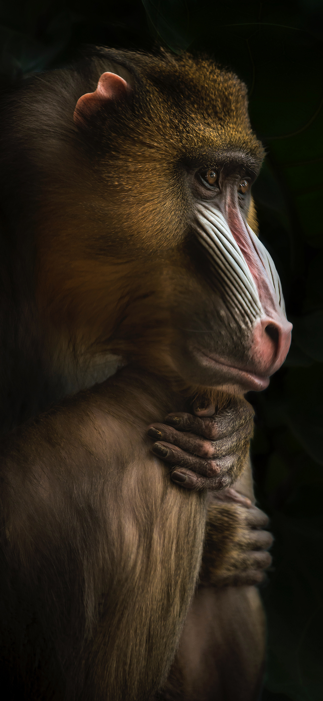 [2436×1125]灵长类 山魈 非洲 猴科 苹果手机壁纸图片