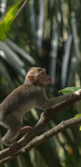 [2436x1125]灵长类 树林 树枝 爬行 猴子 苹果手机壁纸图片