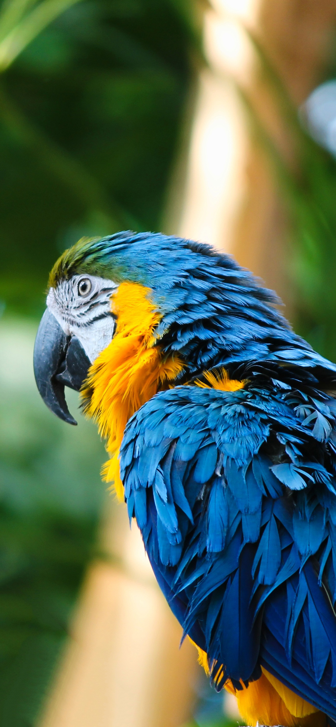 [2436×1125]烟雾 鸟 羽毛 蓝色 苹果手机壁纸图片