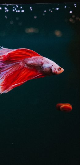 [2436x1125]热带 斗鱼 小鱼 色彩 苹果手机壁纸图片