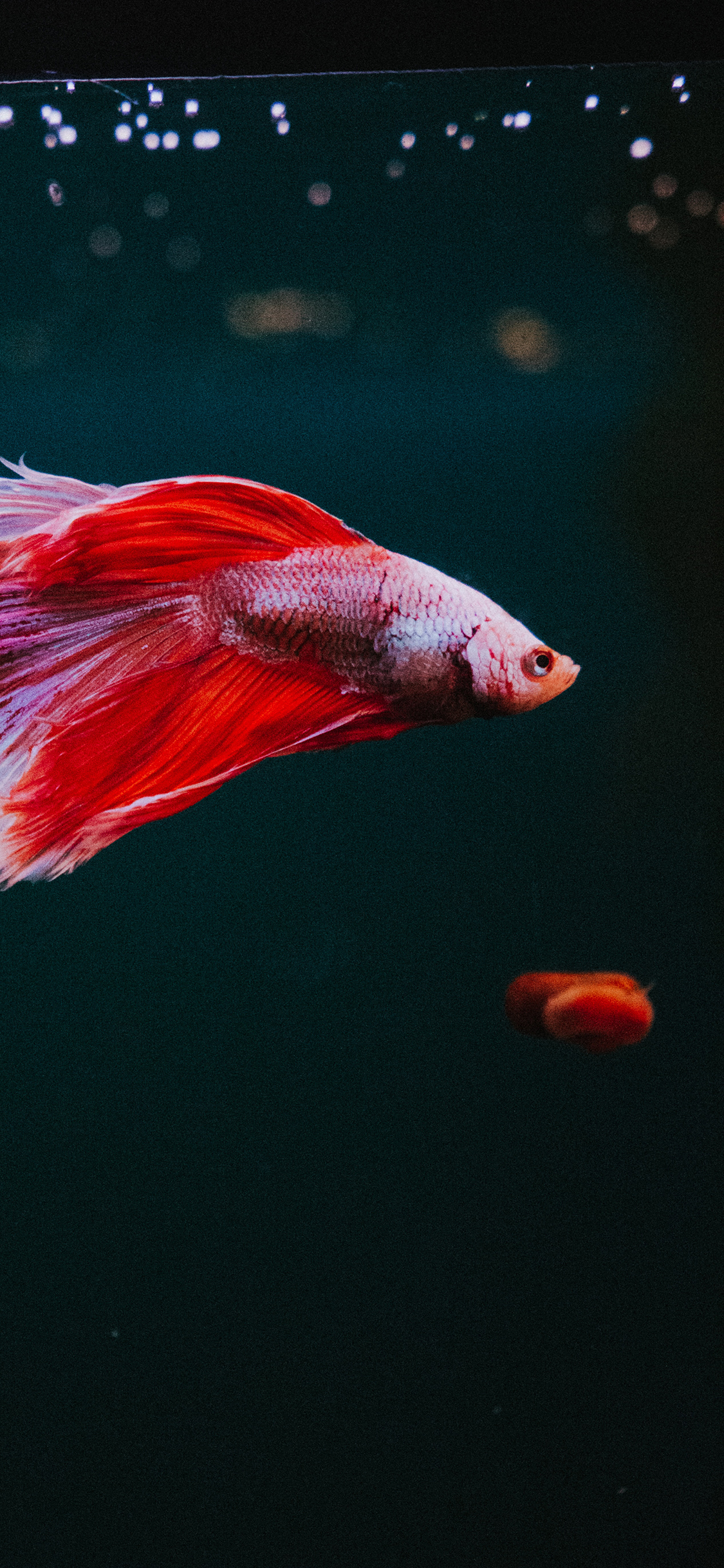 [2436×1125]热带 斗鱼 小鱼 色彩 苹果手机壁纸图片