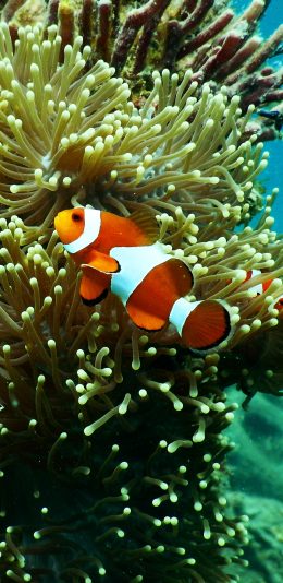 [2436x1125]热带鱼 小丑鱼 海葵鱼 珊瑚丛 苹果手机壁纸图片