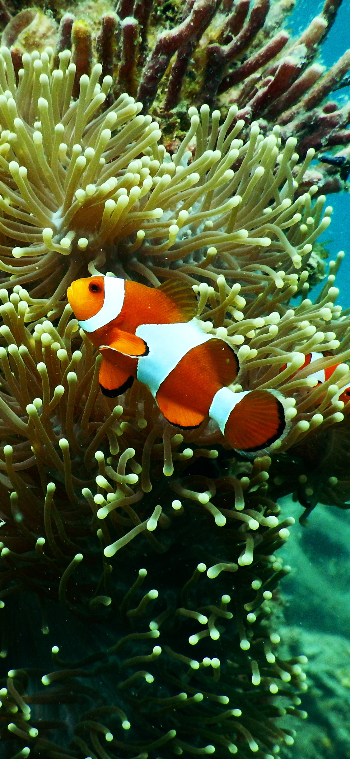 [2436×1125]热带鱼 小丑鱼 海葵鱼 珊瑚丛 苹果手机壁纸图片