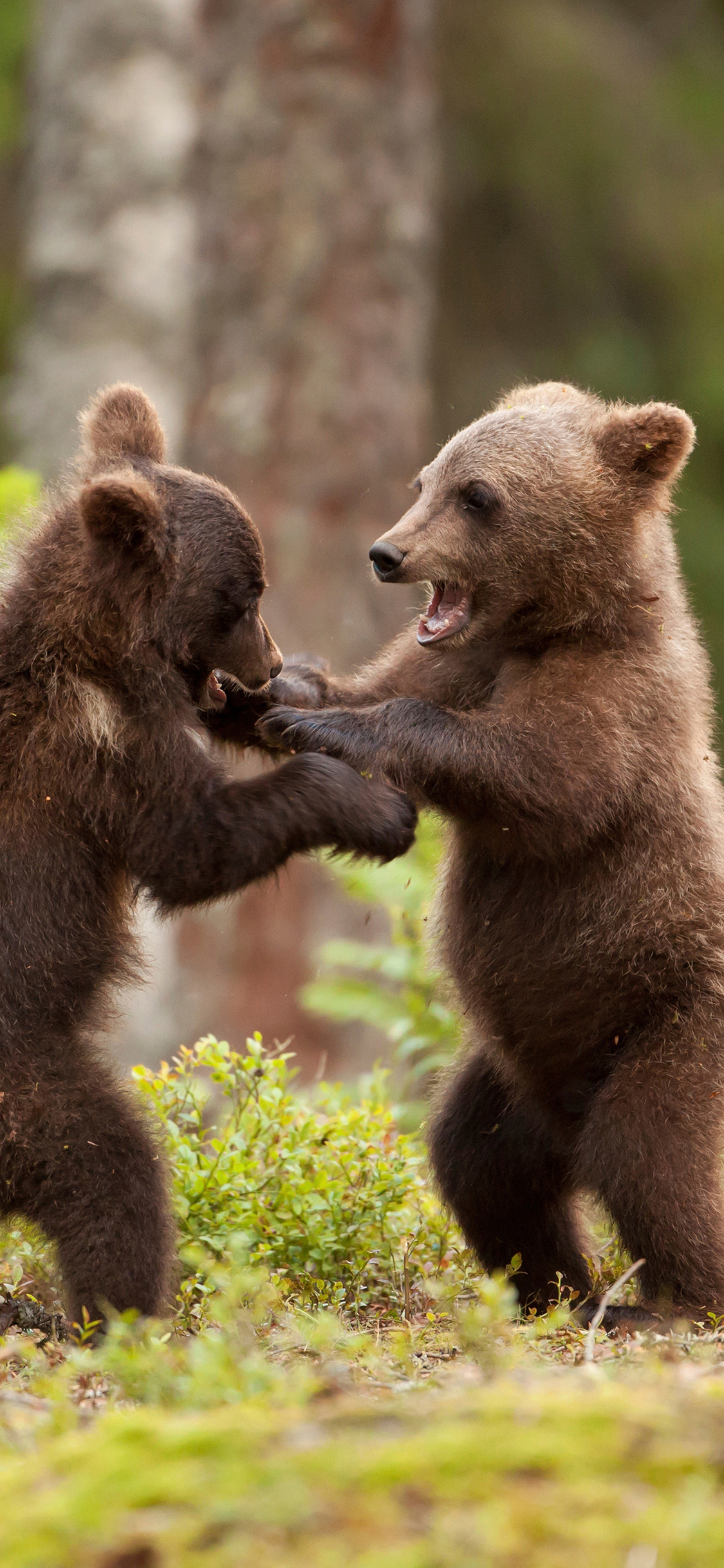 [2436×1125]熊 小棕熊 玩闹 可爱 苹果手机壁纸图片
