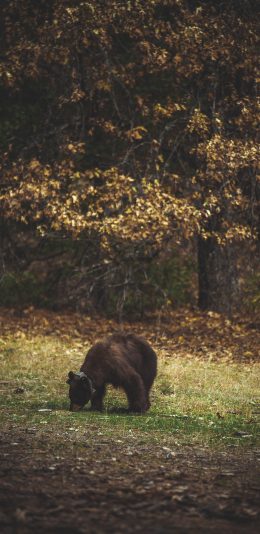 [2436x1125]熊 黑熊 野外 觅食 项圈 跟踪定位 苹果手机壁纸图片