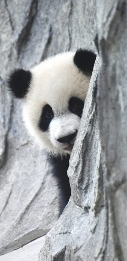 [2436x1125]熊猫 可爱 国宝 躲避 岩石 苹果手机壁纸图片