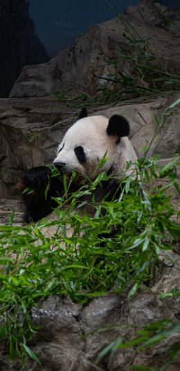 [2436x1125]熊猫 国宝 动物园 竹叶 苹果手机壁纸图片