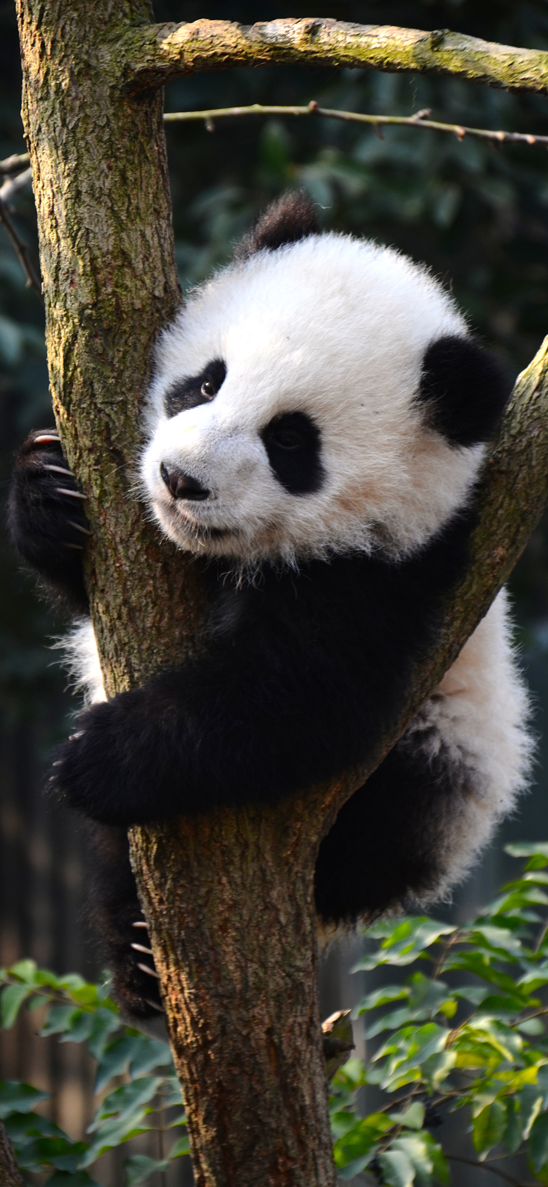 [2436×1125]熊猫 国宝 树杈 可爱 皮毛 苹果手机壁纸图片