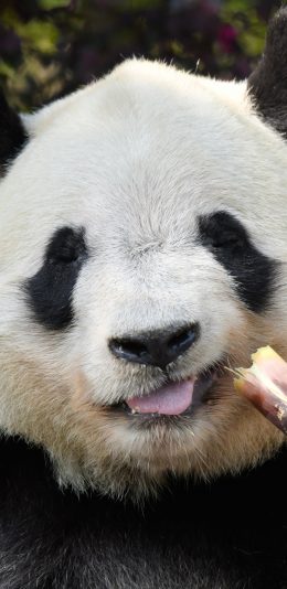 [2436x1125]熊猫 国宝 竹子 竹笋 饲养 苹果手机壁纸图片