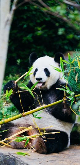 [2436x1125]熊猫 国宝 竹子 饲养 苹果手机壁纸图片