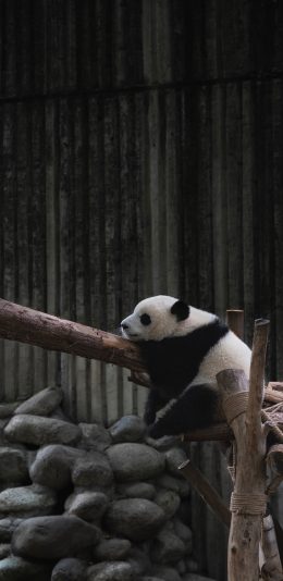 [2436x1125]熊猫 国宝 饲养 休憩 苹果手机壁纸图片