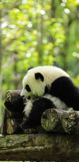 [2436x1125]熊猫 国宝 饲养 木架 苹果手机壁纸图片