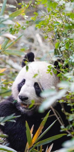 [2436x1125]熊猫 国宝 饲养 竹叶 苹果手机壁纸图片