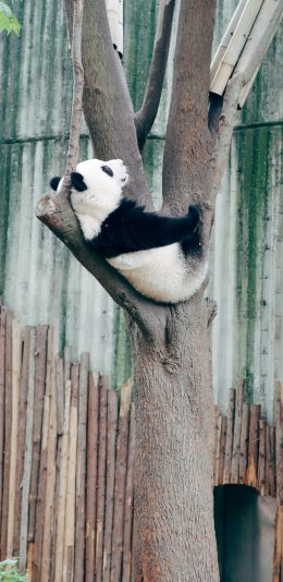 [2436x1125]熊猫 树干 休憩 国宝 苹果手机壁纸图片