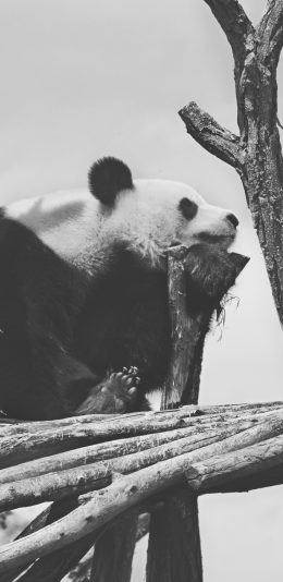 [2436x1125]熊猫 灰白 国宝 支架 苹果手机壁纸图片