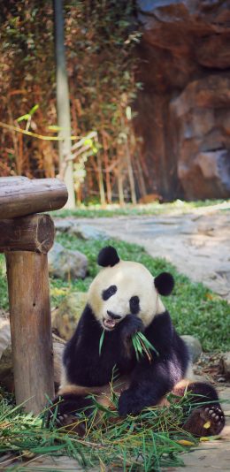 [2436x1125]熊猫 饲养 国宝 竹叶 苹果手机壁纸图片