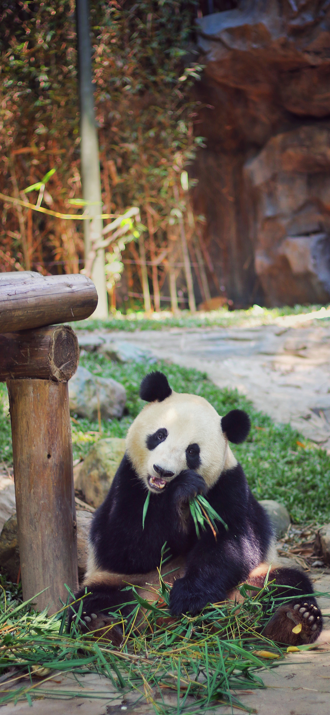 [2436×1125]熊猫 饲养 国宝 竹叶 苹果手机壁纸图片
