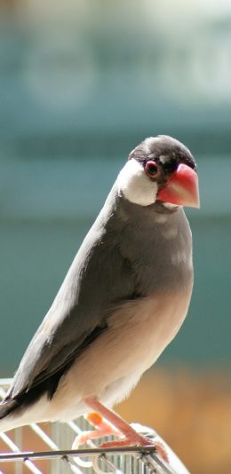 [2436x1125]爪哇禾雀 三色修女鸟 麻雀 苹果手机壁纸图片