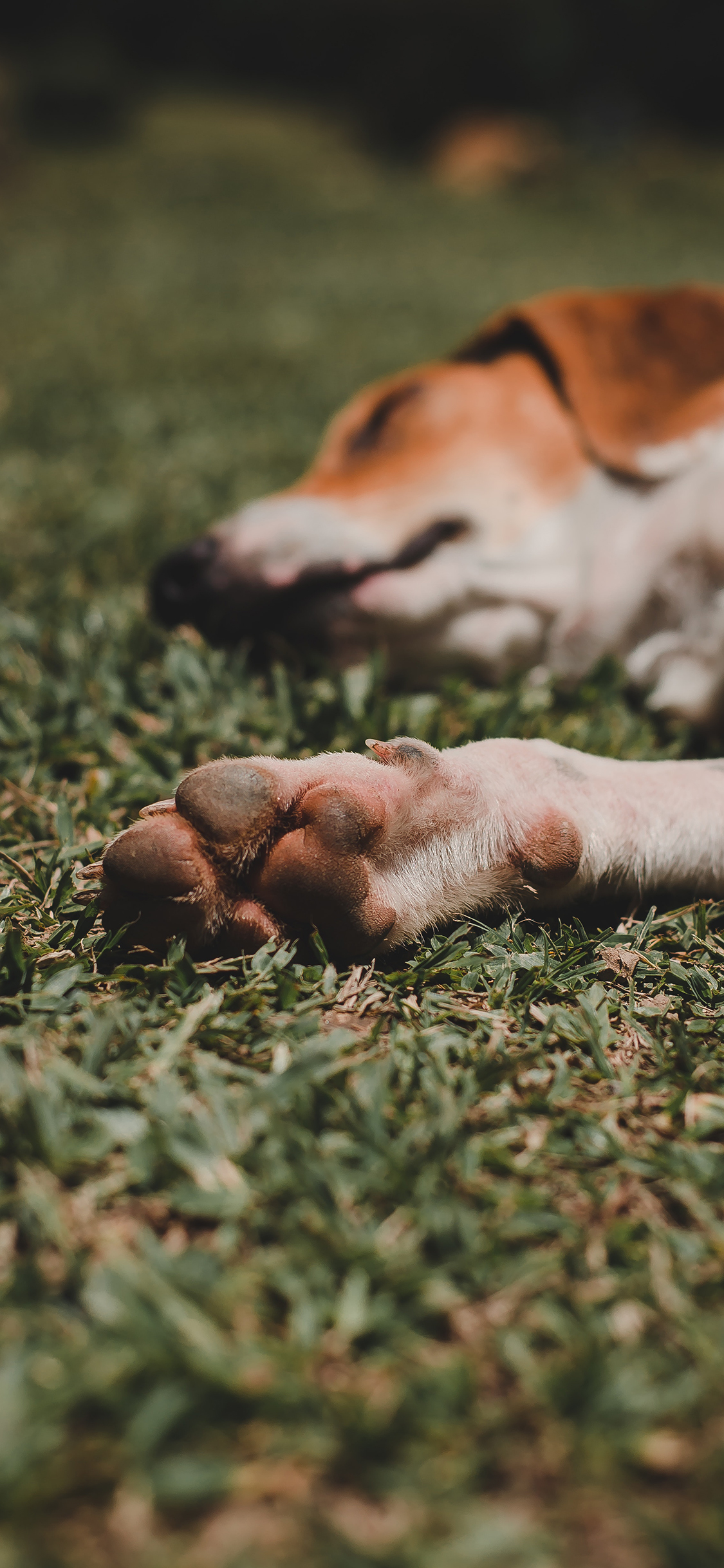 [2436×1125]爪子 狗 犬 汪星人 宠物 草坪 苹果手机壁纸图片