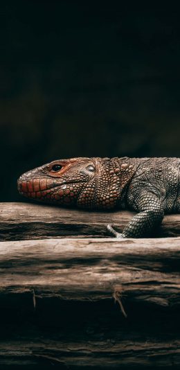 [2436x1125]爬行 两栖动物 蜥蜴 树干 苹果手机壁纸图片