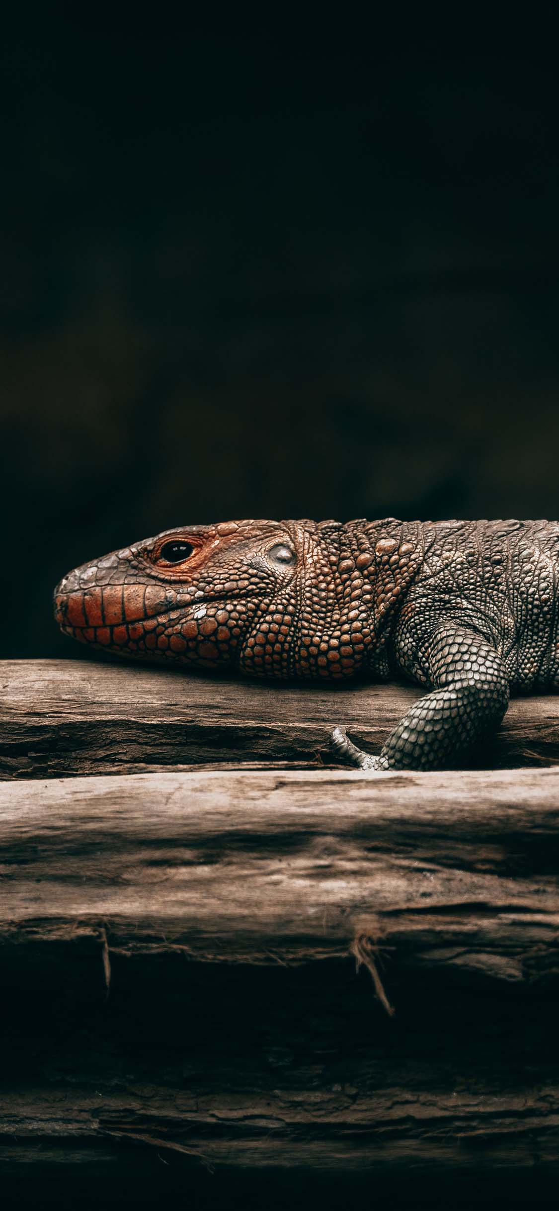 [2436×1125]爬行 两栖动物 蜥蜴 树干 苹果手机壁纸图片