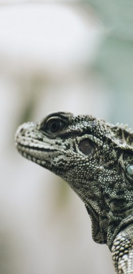 [2436x1125]爬行 动物 蜥蜴 苹果手机壁纸图片