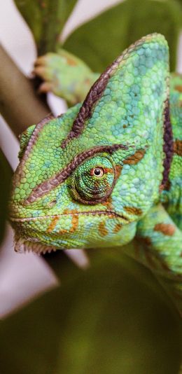 [2436x1125]爬行 变色龙 枝干 苹果手机壁纸图片