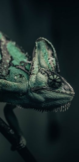 [2436x1125]爬行 变色龙 蜥蜴 树枝 苹果手机壁纸图片