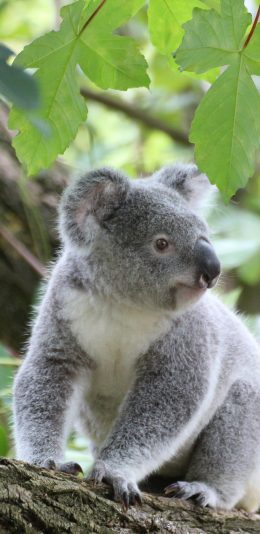 [2436x1125]爬行 慵懒 卡拉 动物 树木 苹果手机壁纸图片