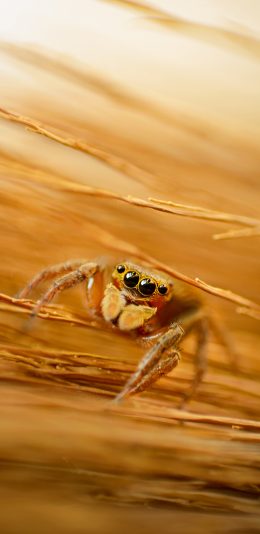[2436x1125]爬行 昆虫 蜘蛛 眼睛 苹果手机壁纸图片