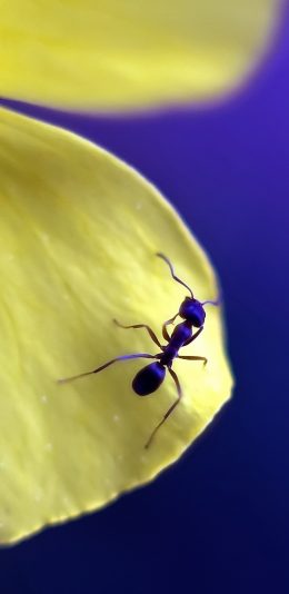 [2436x1125]爬行 蚂蚁 花瓣 肢体 苹果手机壁纸图片