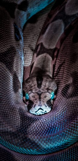 [2436x1125]爬行 蛇 冷血 瞳孔 鳞片 苹果手机壁纸图片