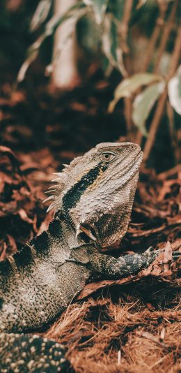 [2436x1125]爬行 蜥蜴 野外 枯叶 苹果手机壁纸图片
