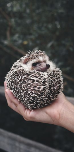 [2436x1125]爬行动物 刺猬 宠物 苹果手机壁纸图片