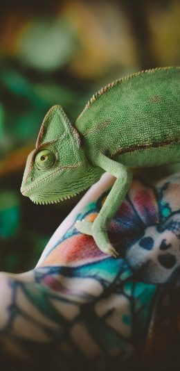 [2436x1125]爬行动物 变色龙 蜥蜴科 绿色 手部纹身 苹果手机壁纸图片