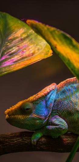[2436x1125]爬行动物 宠物 变色龙 绿叶 苹果手机壁纸图片