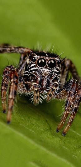 [2436x1125]爬行动物 蜘蛛 绿叶 品种 苹果手机壁纸图片