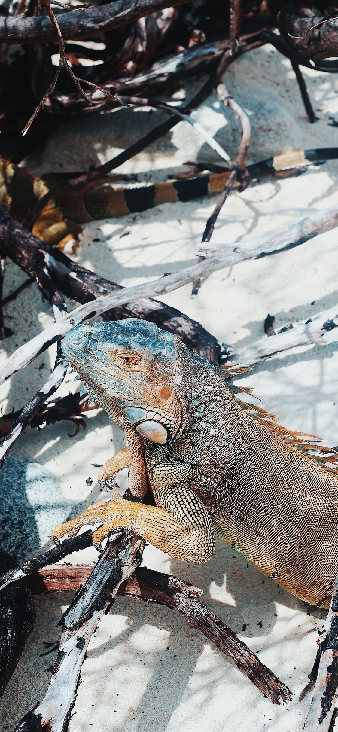 [2436×1125]爬行动物 蜥蜴 变色龙 两栖 苹果手机壁纸图片