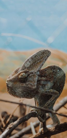 [2436x1125]爬行动物 蜥蜴 栖息 苹果手机壁纸图片