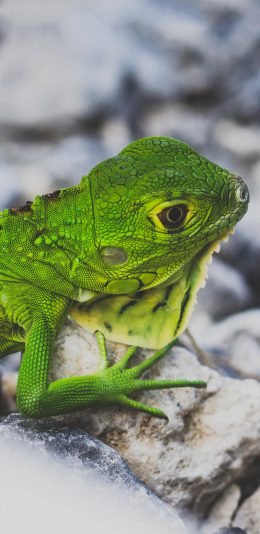 [2436x1125]爬行动物 蜥蜴 绿色 苹果手机壁纸图片