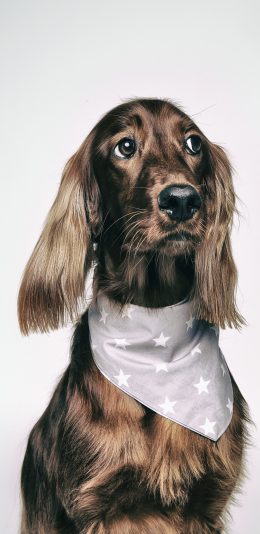 [2436x1125]爱尔兰塞特犬 狗子 宠物  光泽 苹果手机壁纸图片