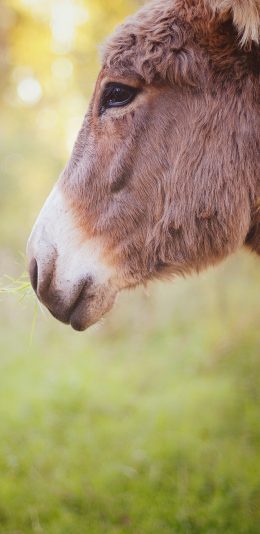 [2436x1125]牛 喂草 户外 头部 苹果手机壁纸图片