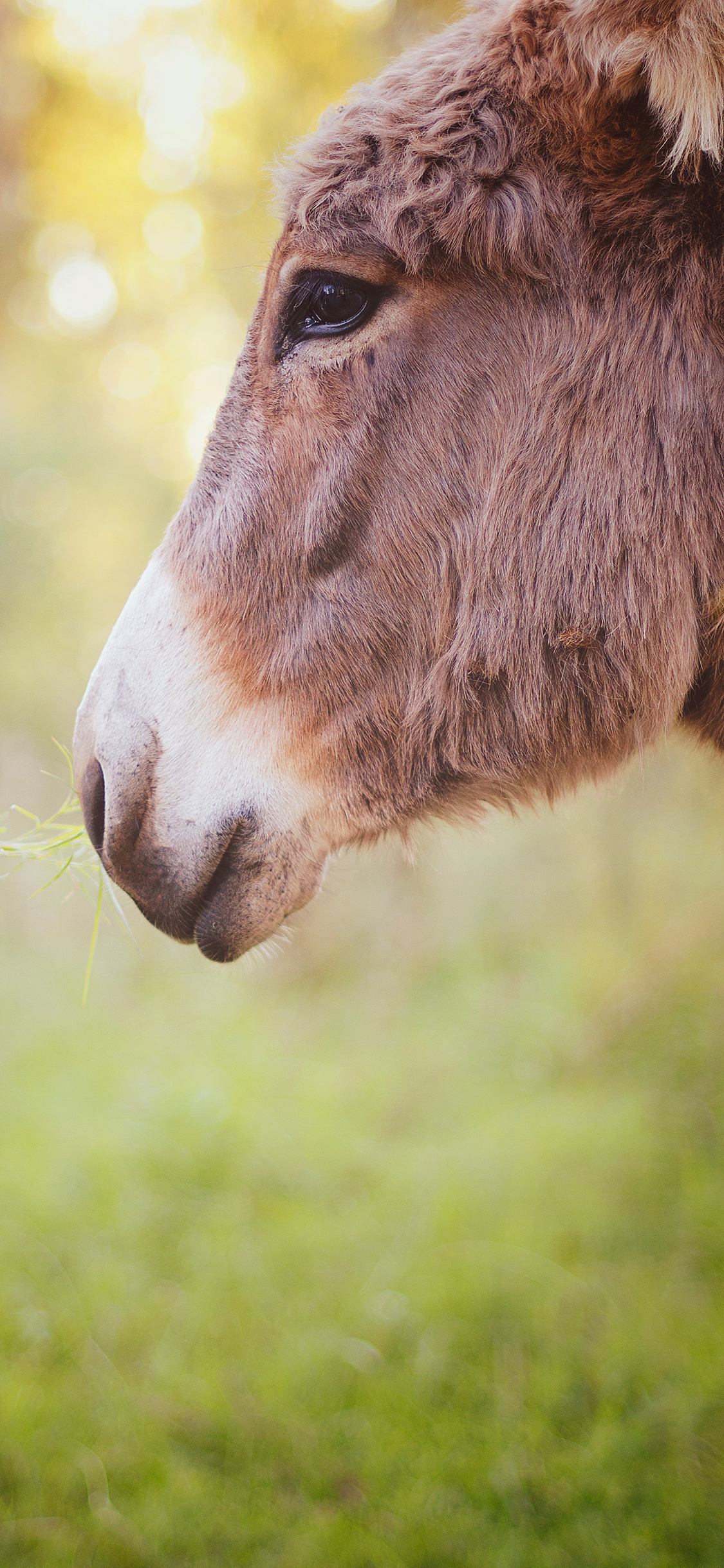 [2436×1125]牛 喂草 户外 头部 苹果手机壁纸图片