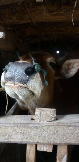 [2436x1125]牛 拴住 饲养 栅栏 苹果手机壁纸图片