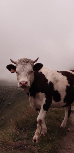 [2436x1125]牛 放牧 奶牛 小路 苹果手机壁纸图片