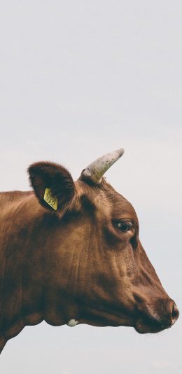 [2436x1125]牛 棕色 牛角 侧面 身份牌 苹果手机壁纸图片